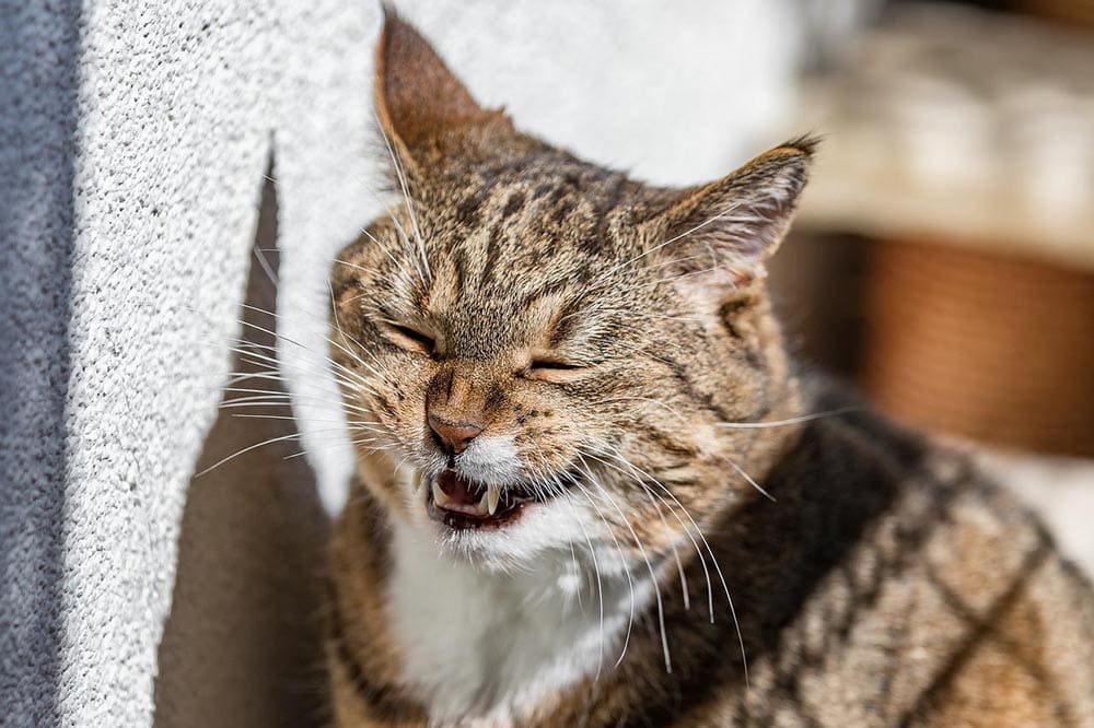 grinning cat