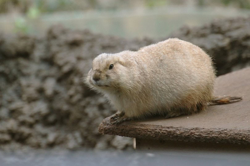 groundhog