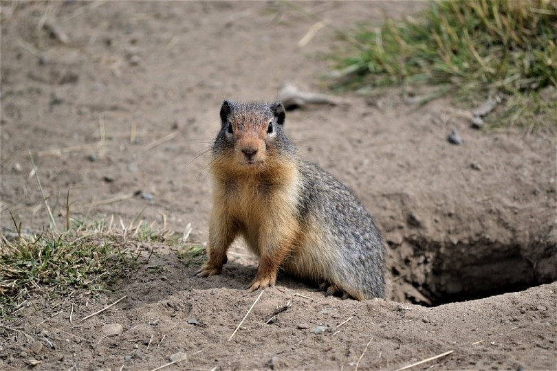 groundhog coming out from a hole