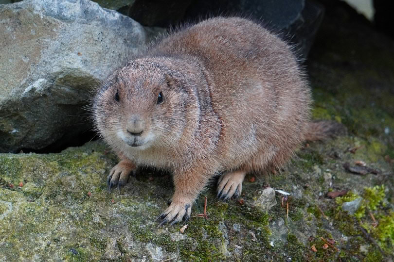 groundhog in the wild