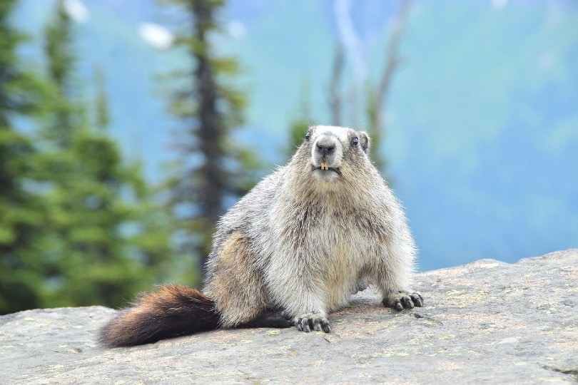 groundhog outside