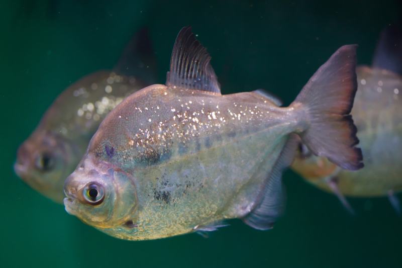 group of Silver dollar (Metynnis argenteus)