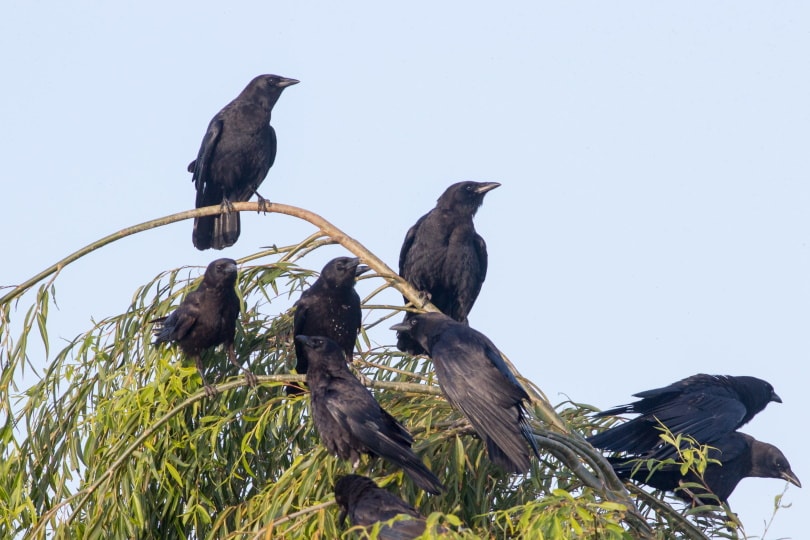 group of crows