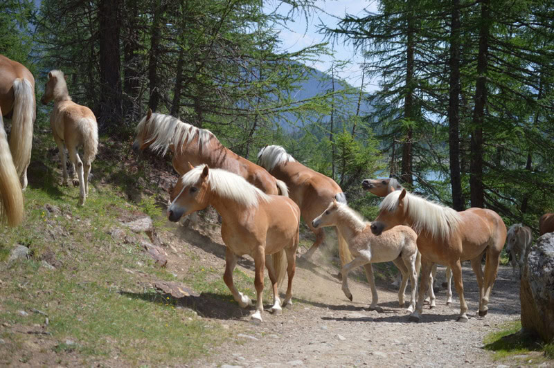 group of haflinger horses