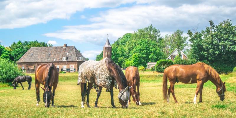 group of horses eating grass in a Dutch meadow in front of the Dutch traditional village the Ooij in Gelderland