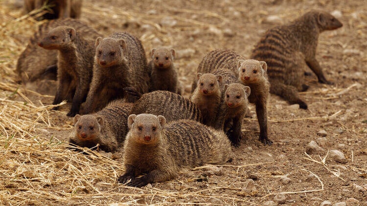 group-of-banded-mongoose