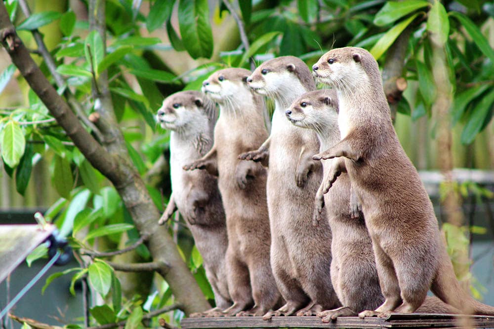 group of otters