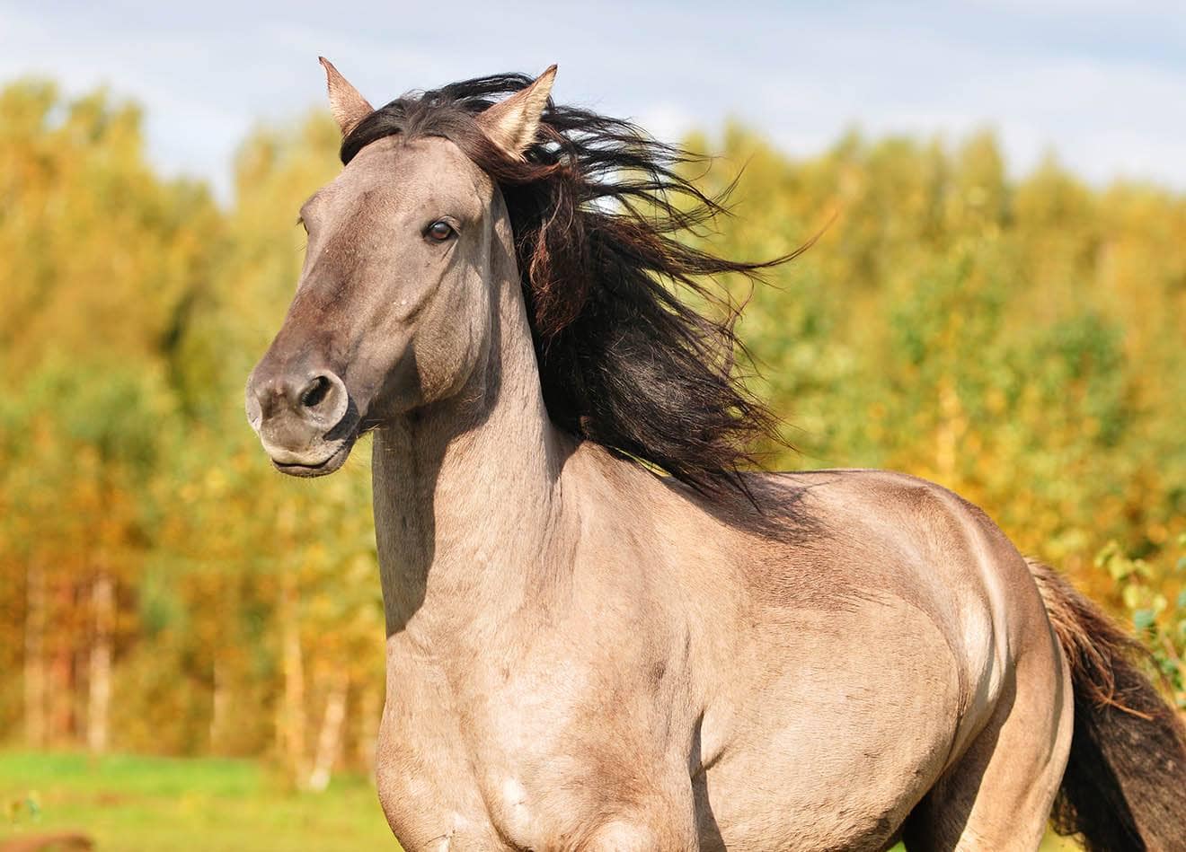 grullo horse
