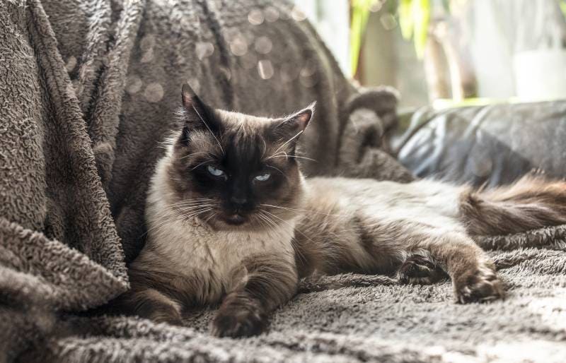 grumpy cat lying on the grey couch