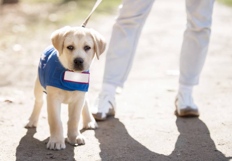 guide puppy with owner