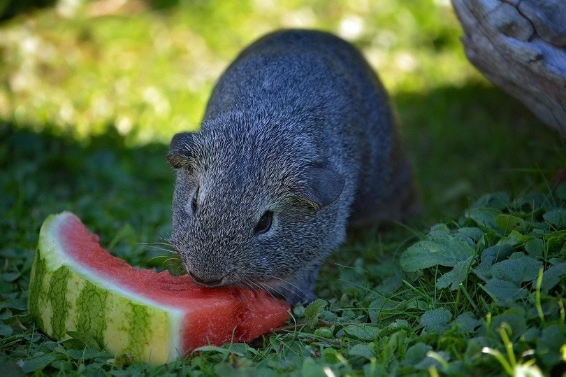 guinea-pig-1055530_1280