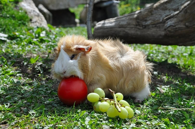 guinea-pig-498067_1280