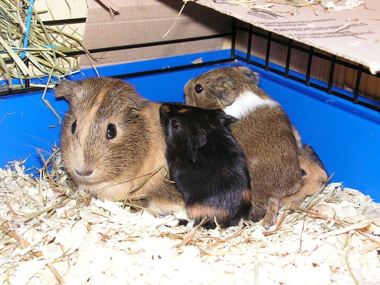 guinea pigs