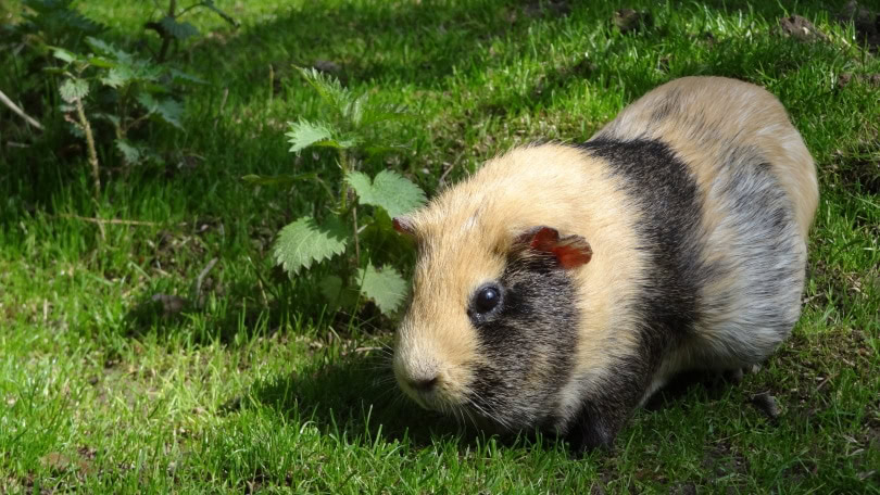 guinea pig