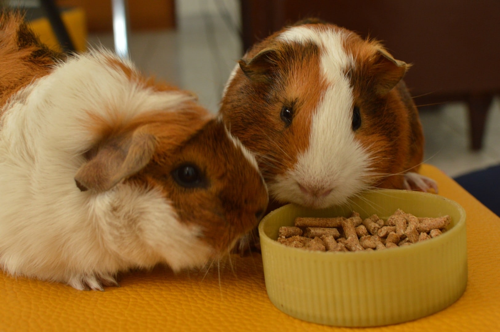 guinea pig eating pellets