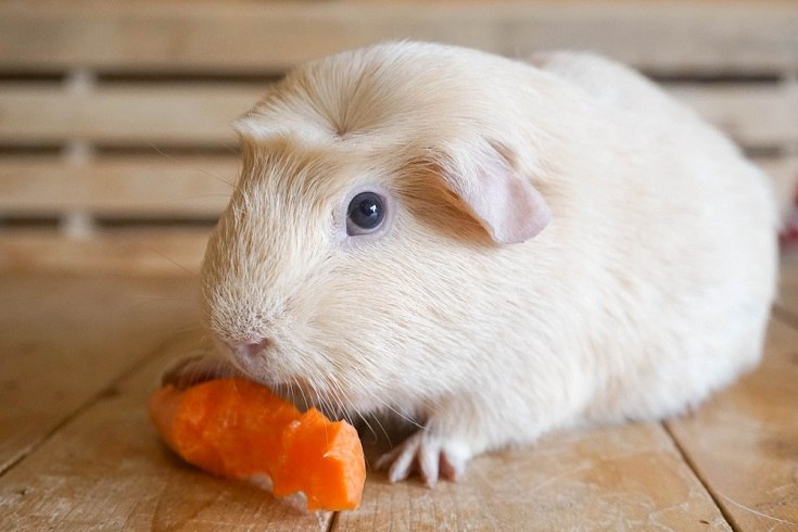 guinea pig eating
