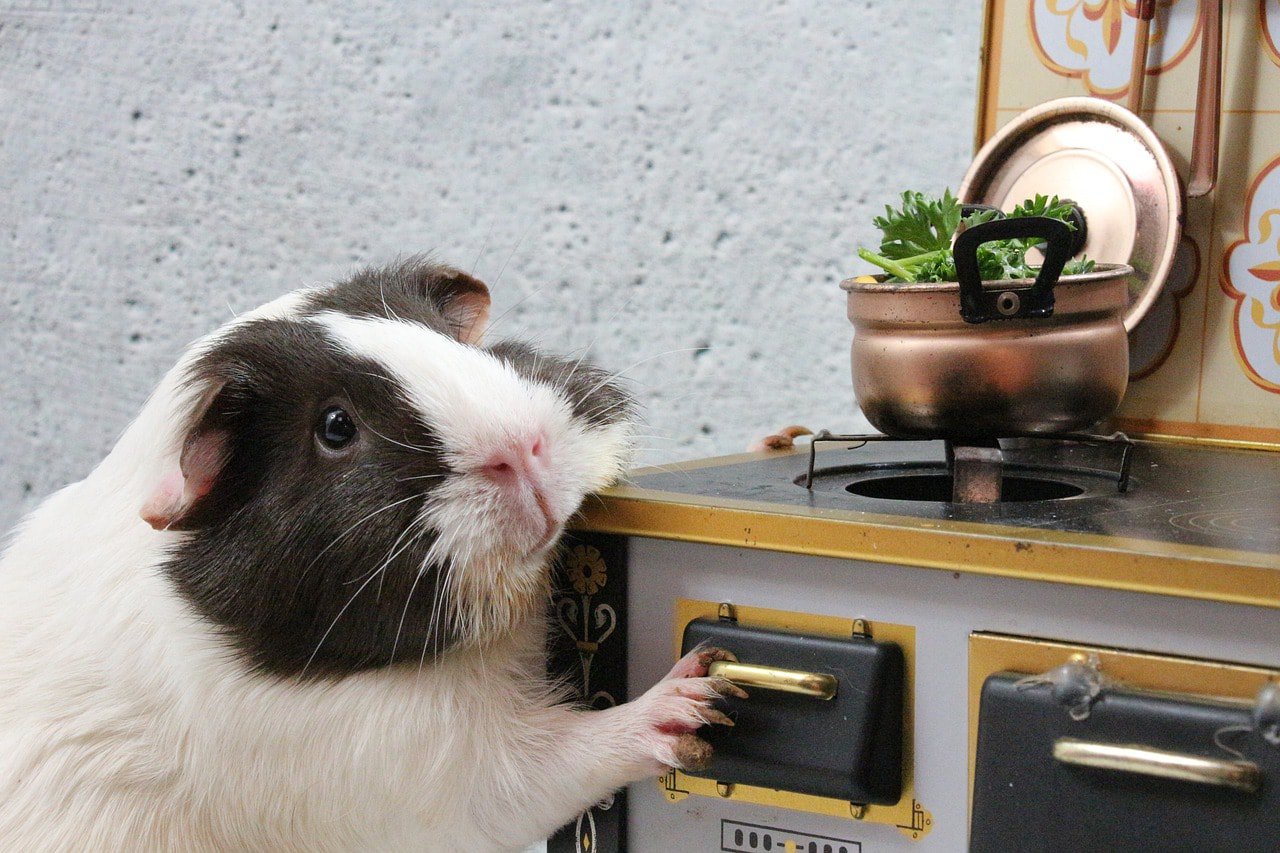 Funny guinea pig kitchen