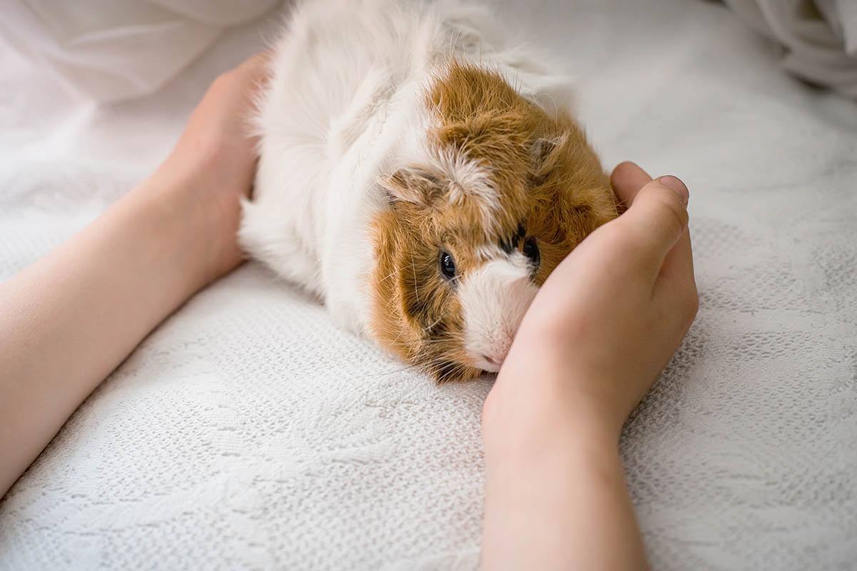 guinea pig