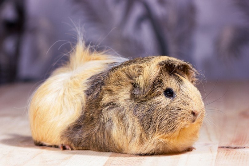 guinea pig on neutral background