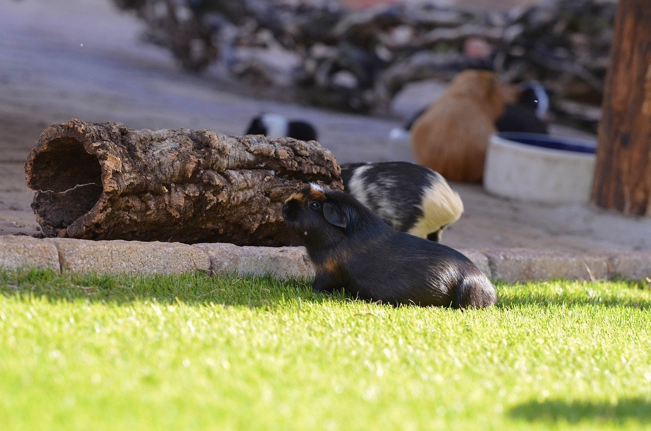 guinea pigs