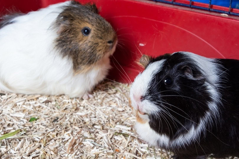 guinea pigs in a cage