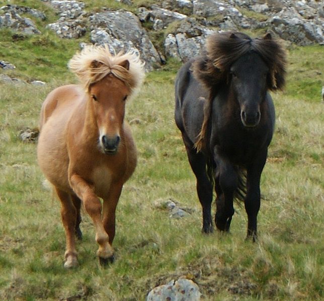 guizhou horse