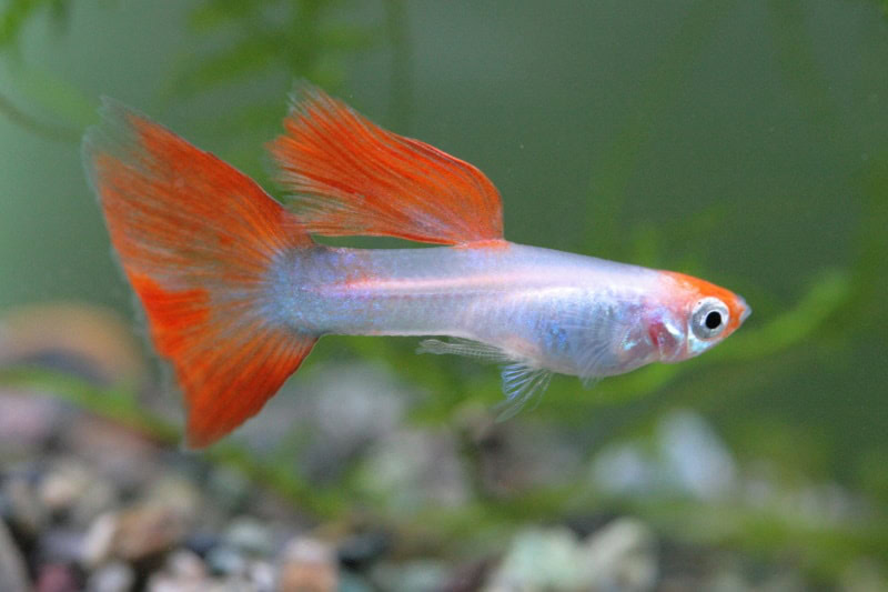 guppy in aquarium