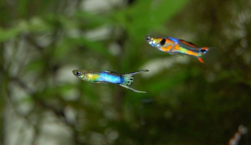 guppy