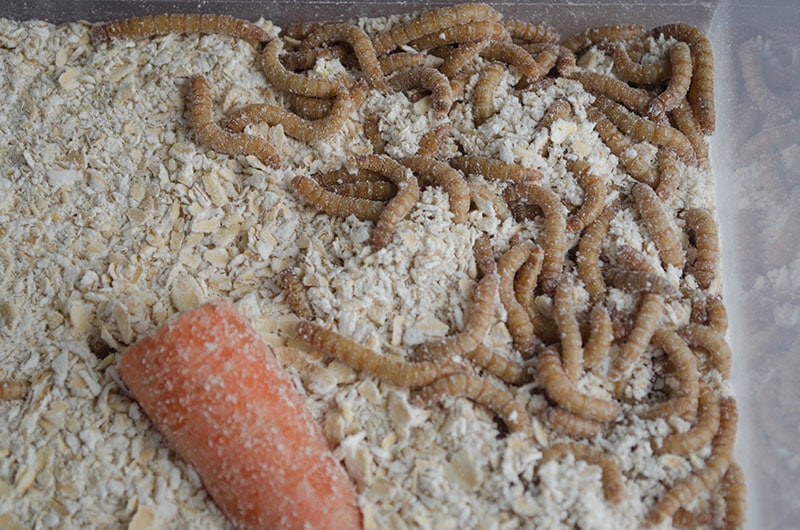 gut loading mealworms