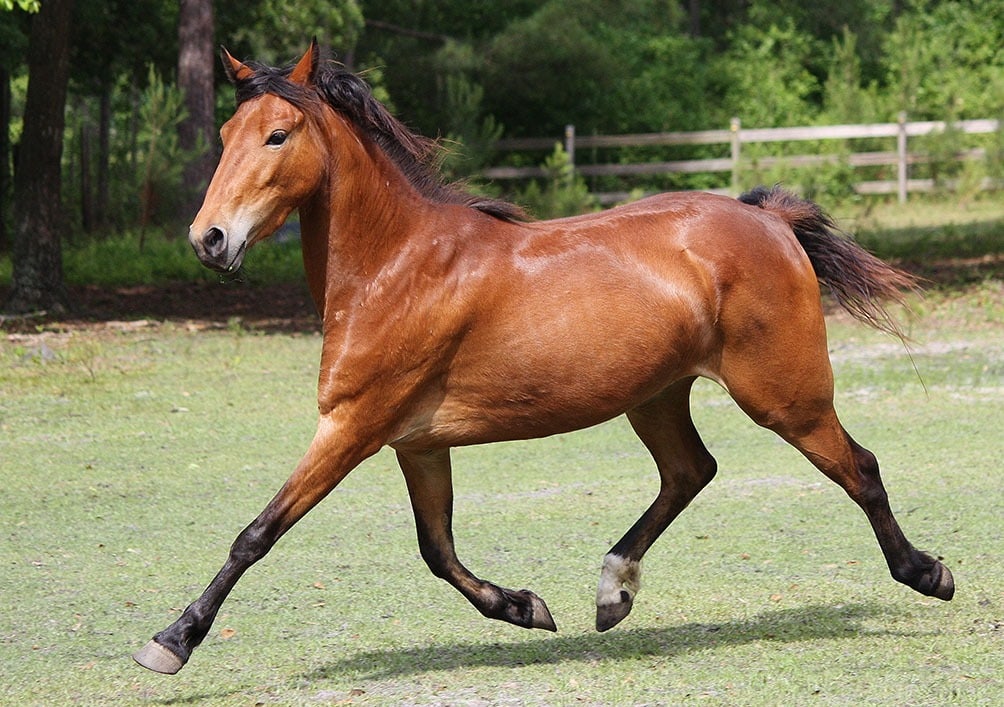 hackney pony