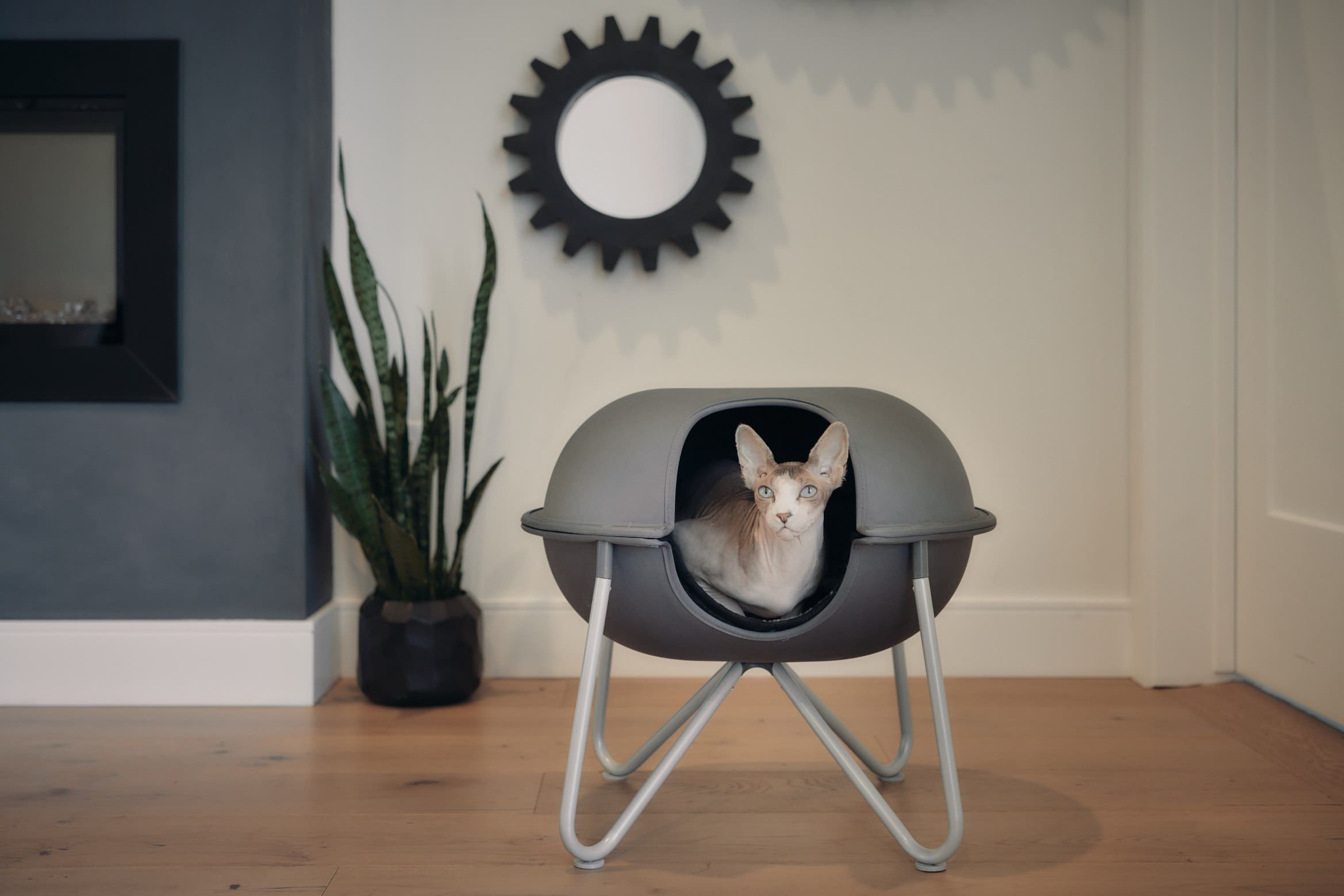 hairless cat in hepper pod bed
