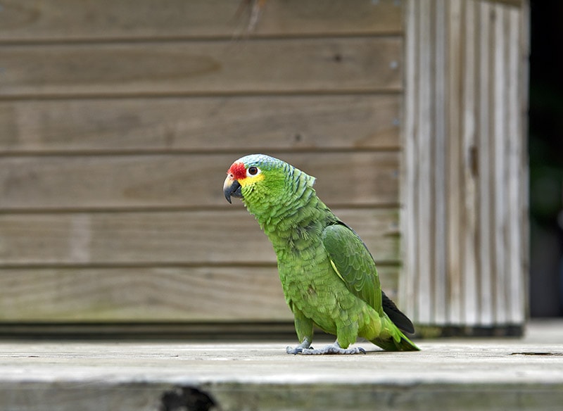 half-conure bird on the ground