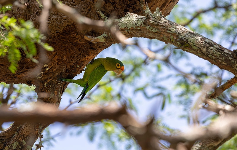 half-moon conure bird perched