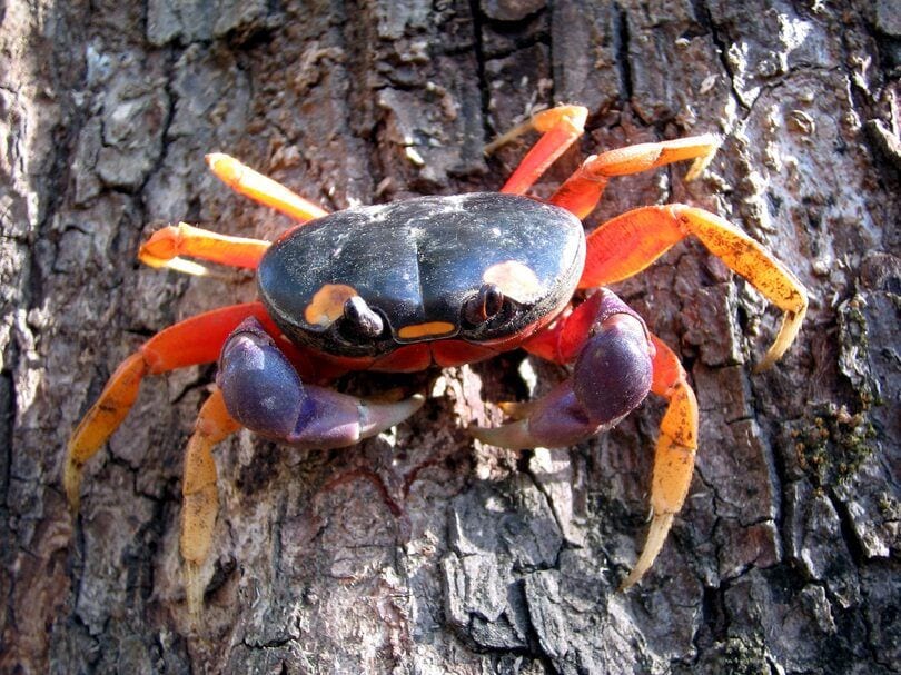 halloween moon crab-pixnio4