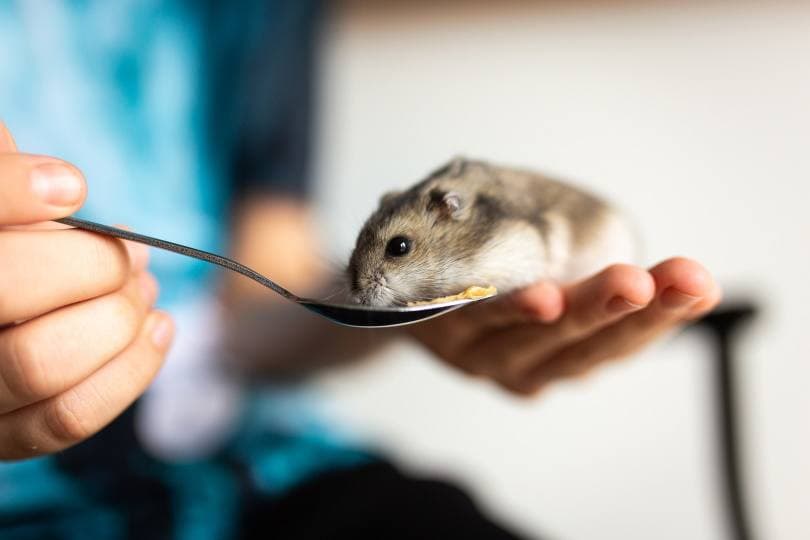 hamster