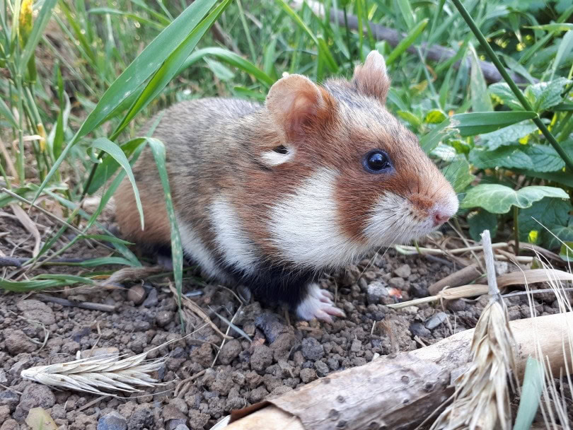 hamster