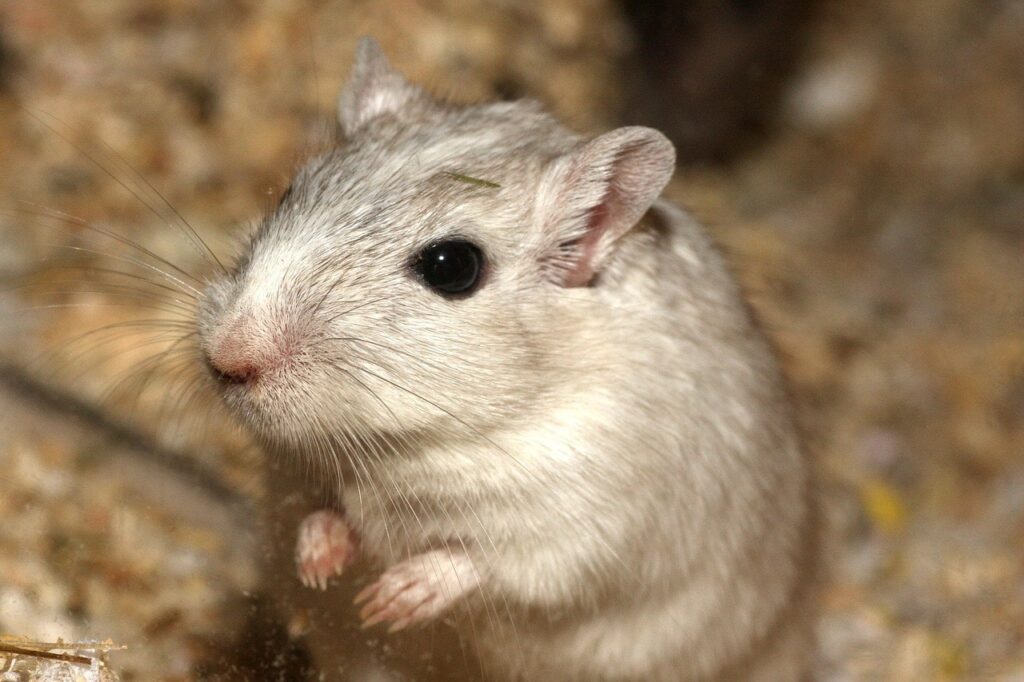 hamster