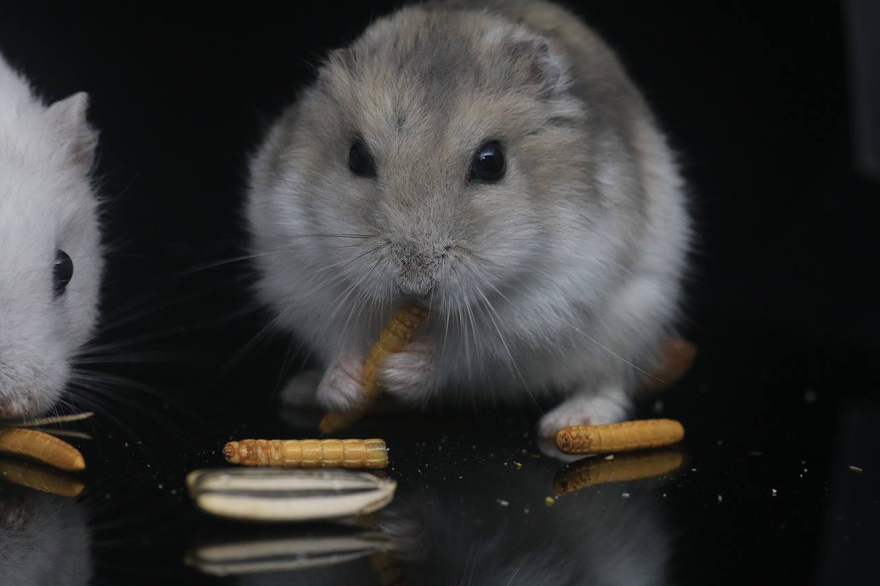 hamster