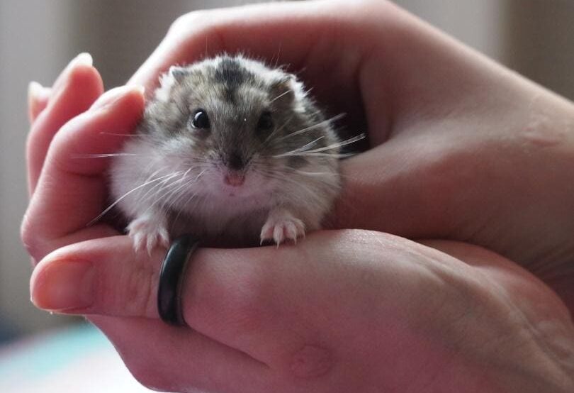 hamster