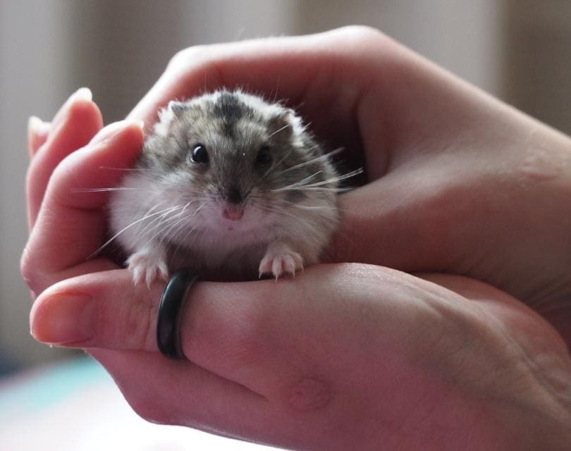 hamster