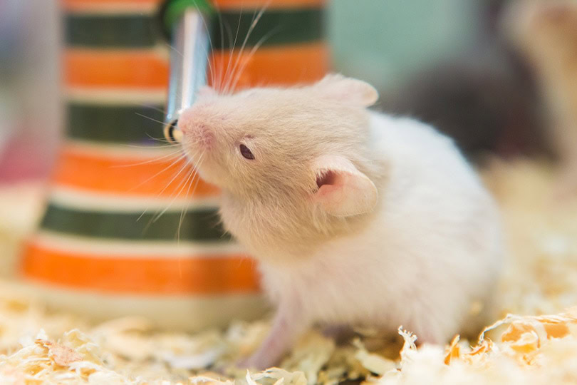 hamster drinking water in a cage