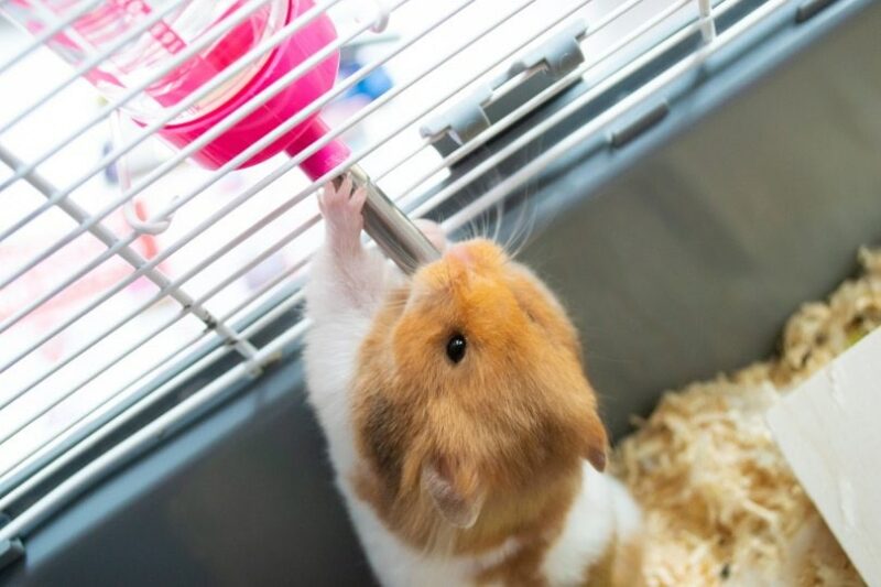 hamster drinking