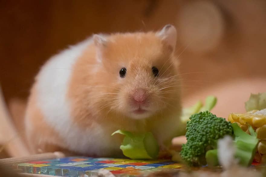 hamster eating broccoli
