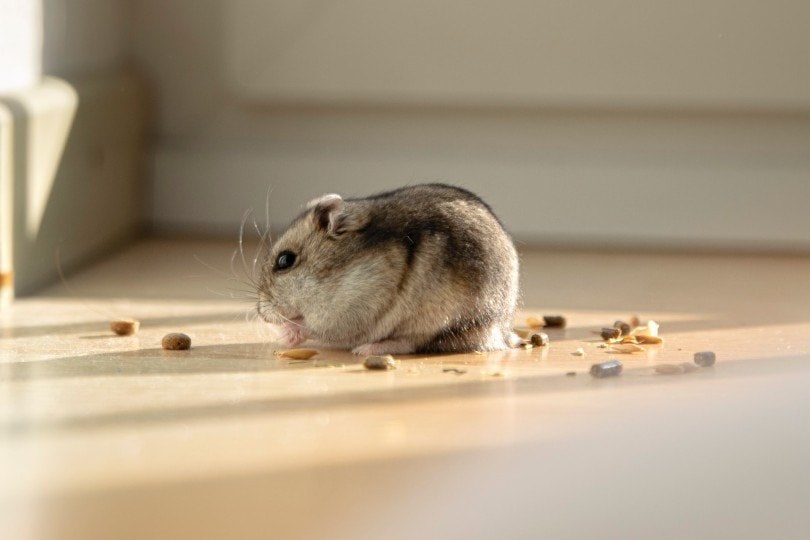 hamster eating commercial food