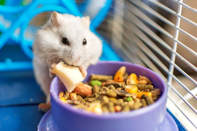 hamster eating inside his cage