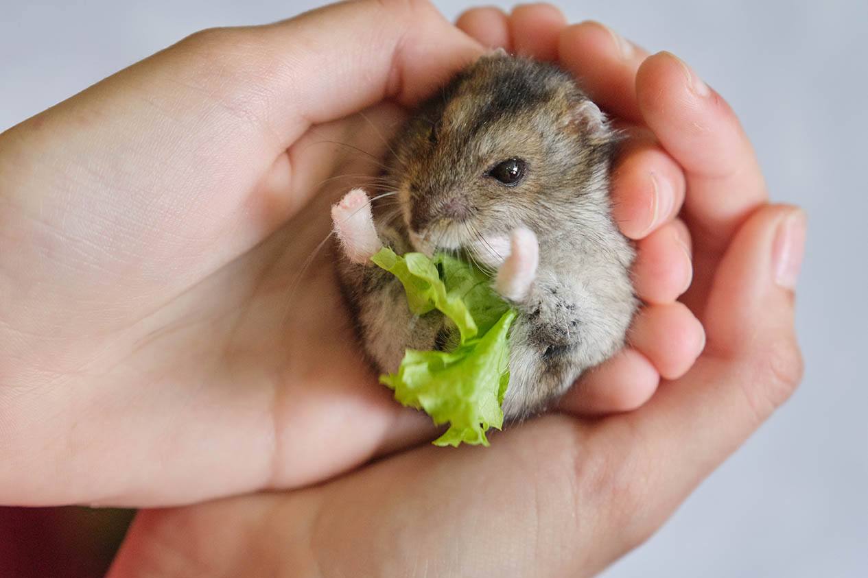 hamster eating lettuce