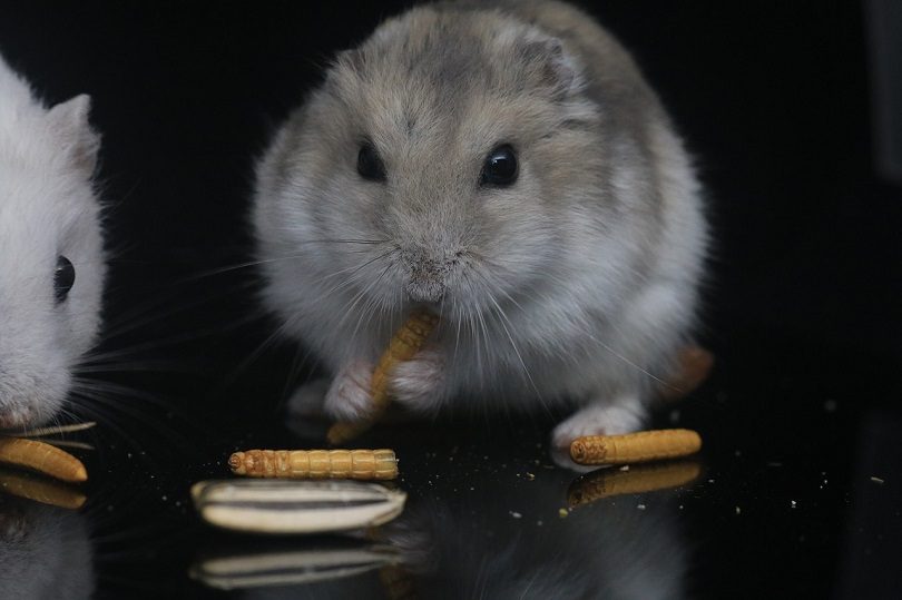 hamster eating