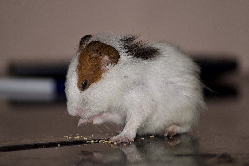hamster-eating-pixabay