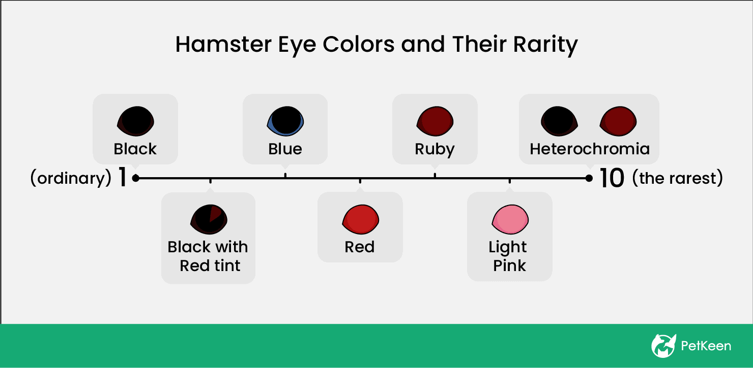hamster eye color chart