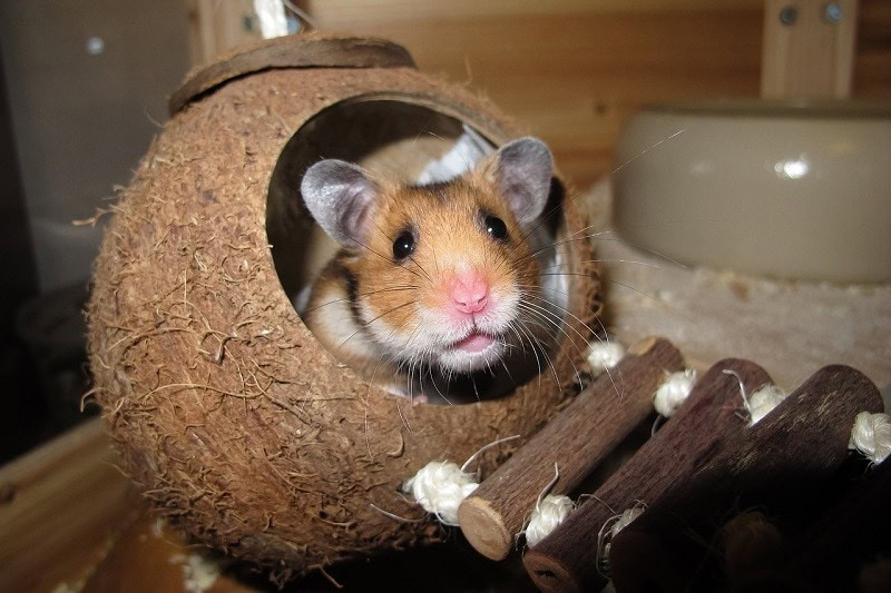 hamster hiding at night pixabay